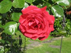 Kletterrose-Santana rot.jpg